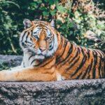 tigre zoo londres