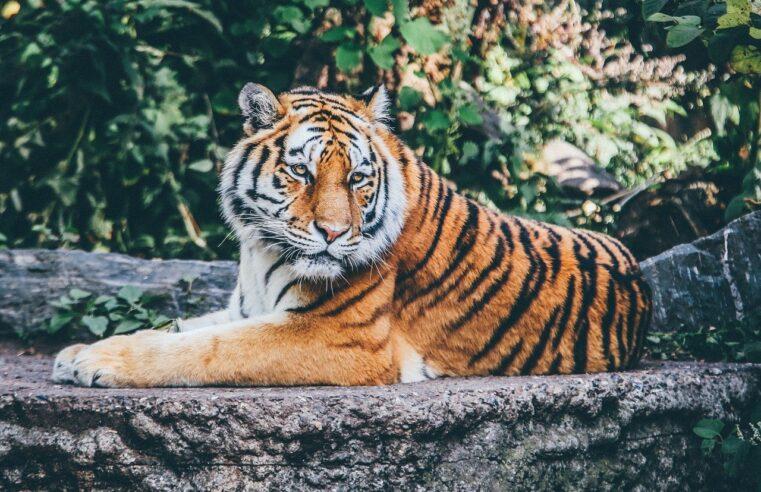 tigre zoo londres